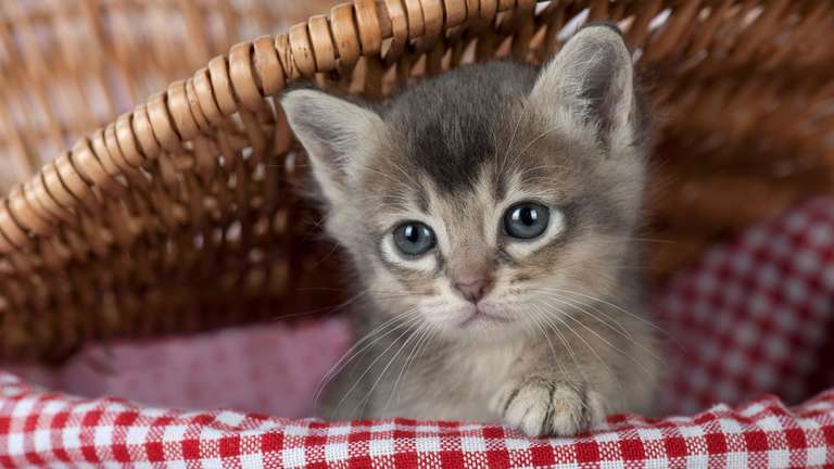 Katzen für Kinder..?