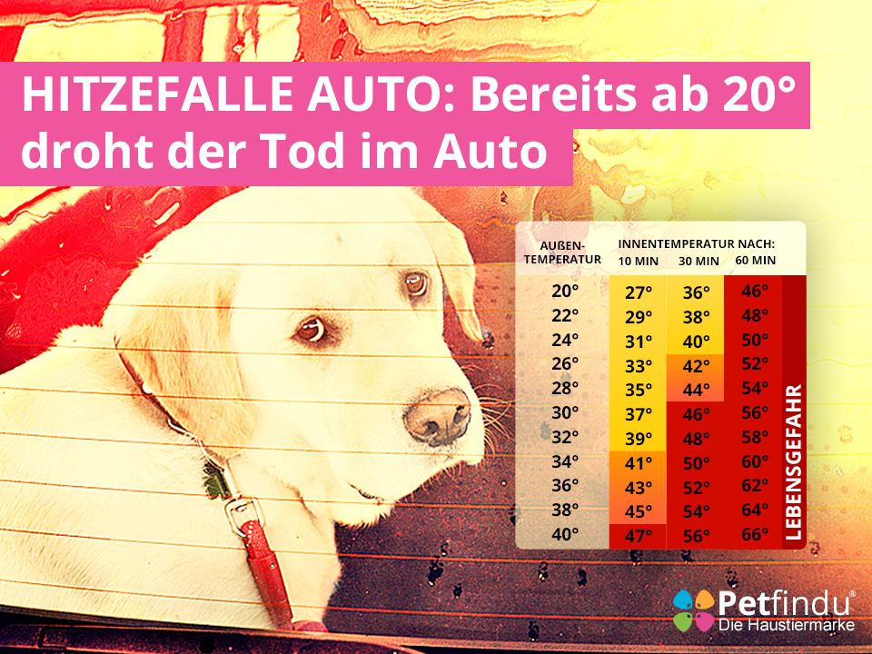 Auto_Hund_Hitze_Gefahr_Tot.png