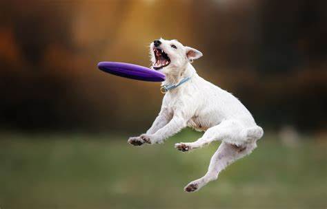 Dog_Frisbee.jpg