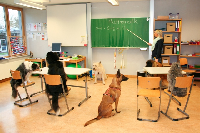 Die Wahl einer Hundeschule