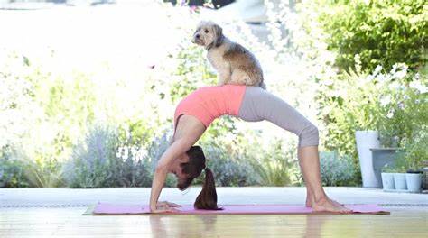 Doga Hundeyoga