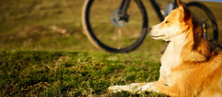 Fahrradfahren mit Hund