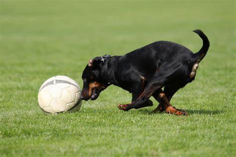 Fußball mit dem Hund