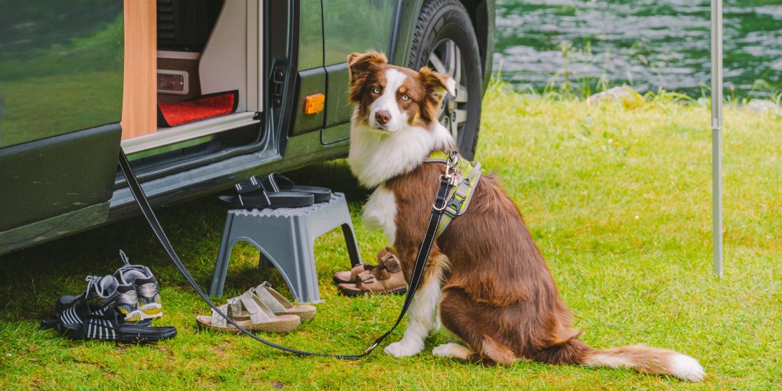 Hund Camping