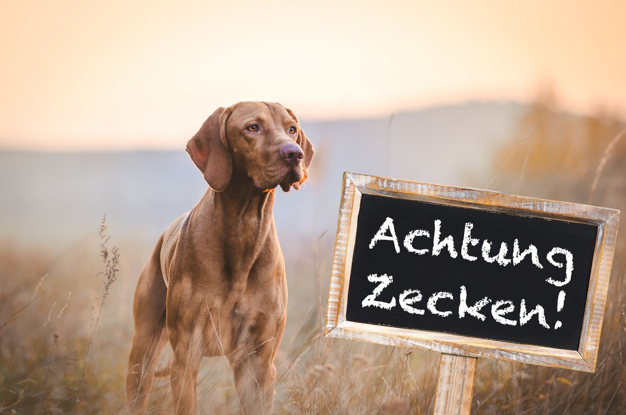 Hund Vorsicht Zecken