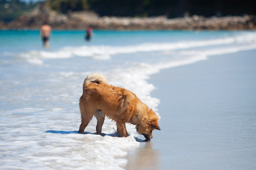 Hund kein Meerwasser trinken