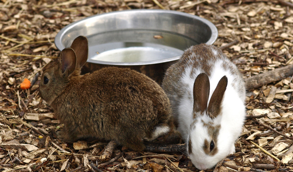 Kaninchen Wassernapf