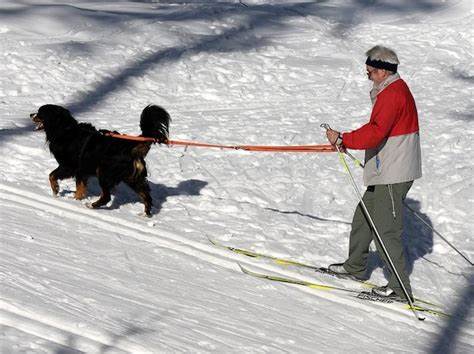 Skilanglauf mit Hund