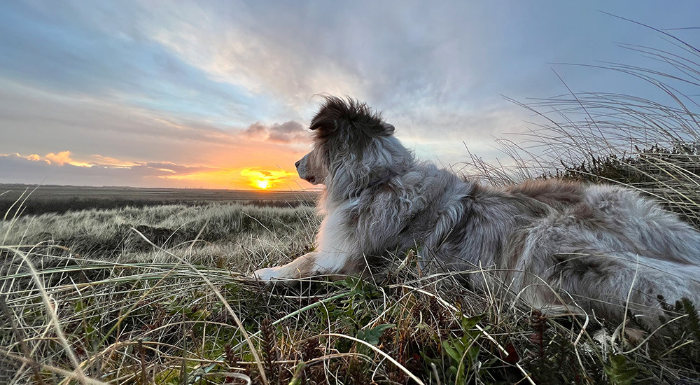 hund ausland