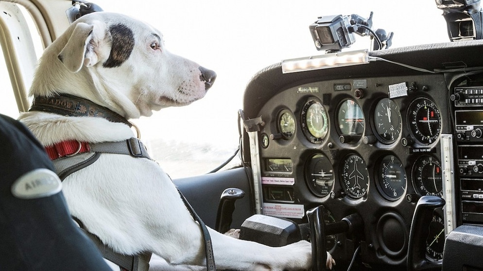 hund flugzeug