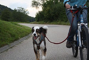 hund radfahren