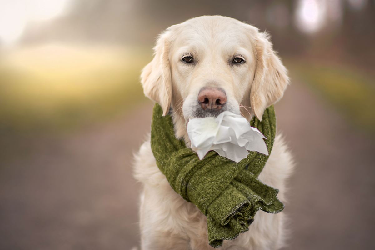 hund schnupfen