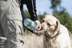 hund trinkt wasser 64483371