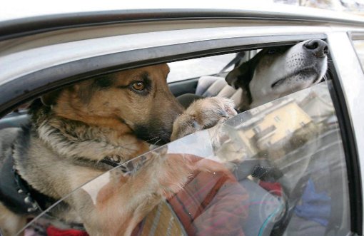 hund im Auto