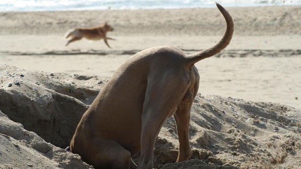 hunde koennen sich an manchen straenden richtig austoben 