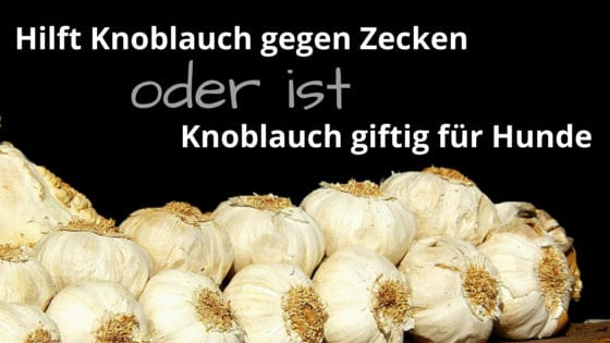 knoblauch gegen zecken bei hunden