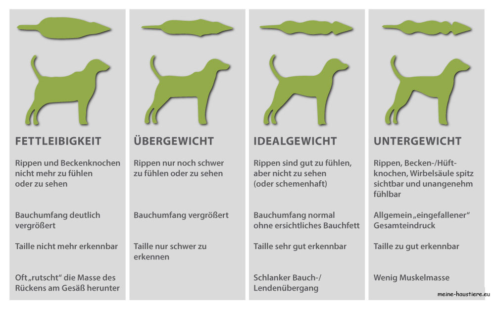 Übergewicht beim Hund1