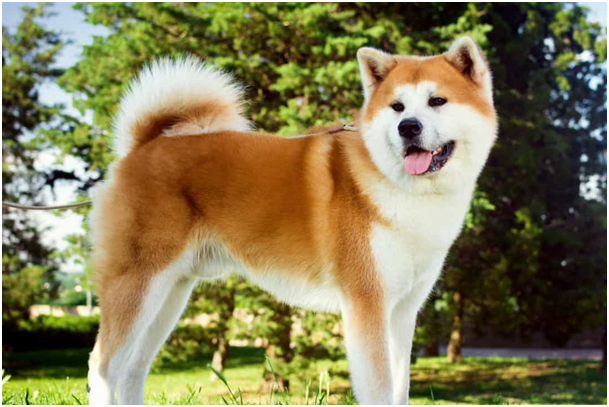 Akita