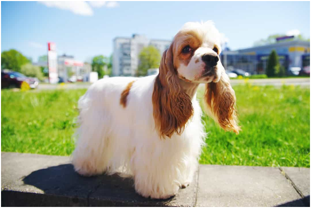 Amerikanischer Cockerspaniel