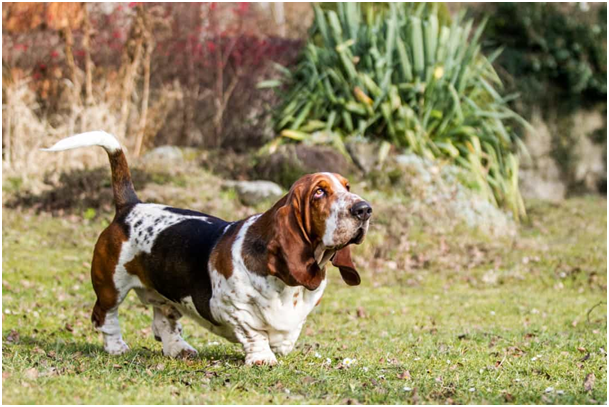 Basset