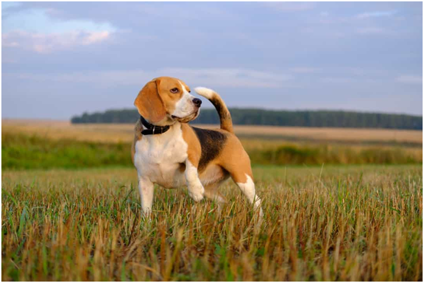 Beagle