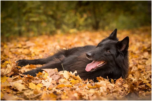 Belgischer Schäferhund 