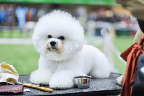 Bichon Frise