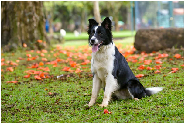 Border Collie