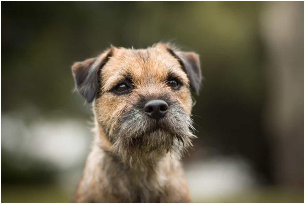 Border Terrier