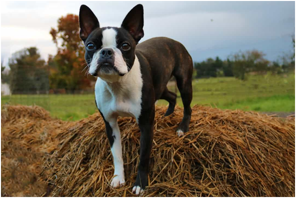 Boston Terrier