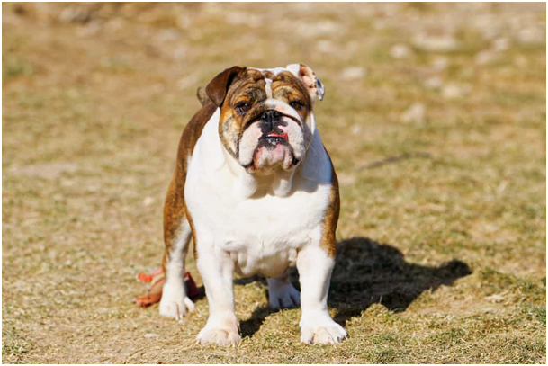 Bulldogge