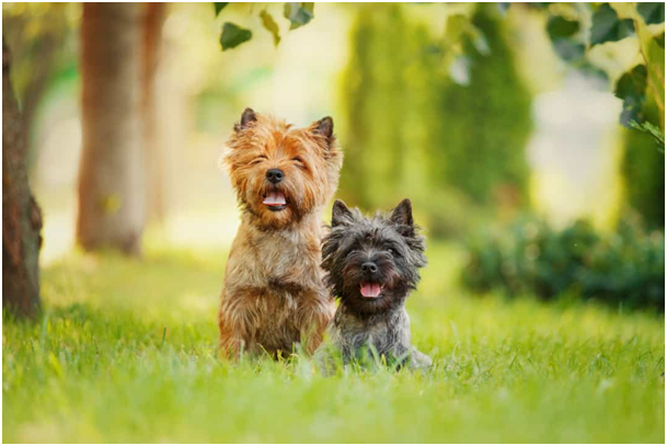 Cairn Terrier