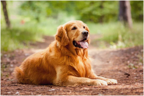 Golden Retriever