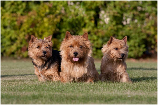 Norwich Terrier