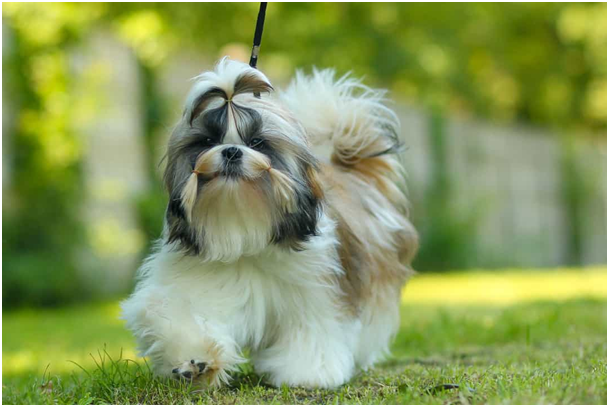 Shih Tzu