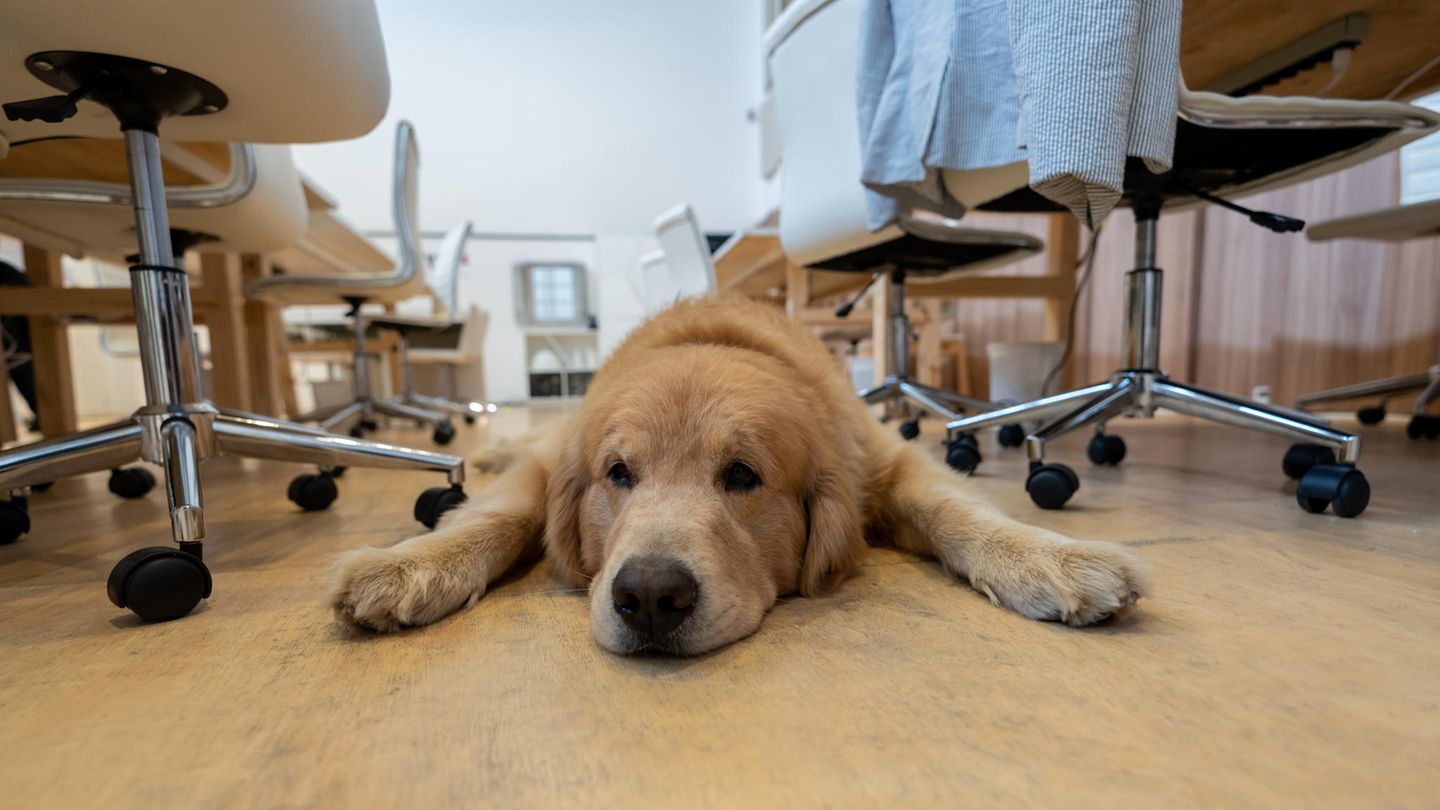 Hunde im Büro