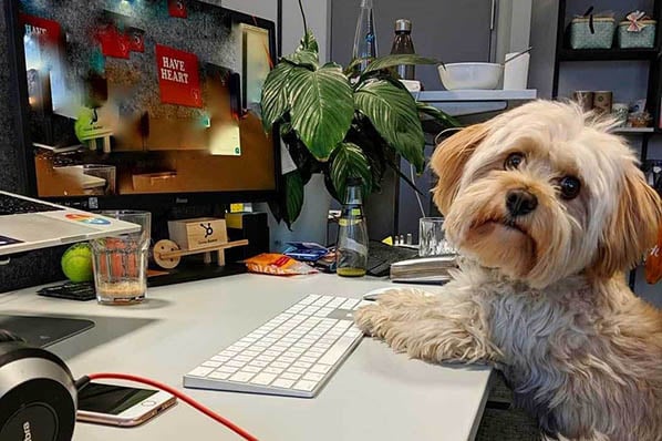 Hunde im Büro1