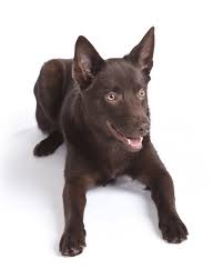 Australian Kelpie