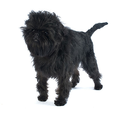 affenpinscher 400x378 0