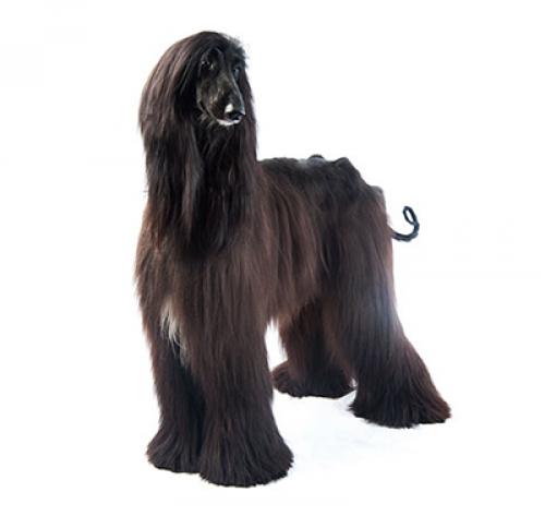 affenpinscher 400x378 0