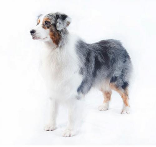 australian shepherd 400x378