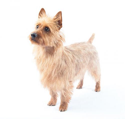 australianterrier 400x378