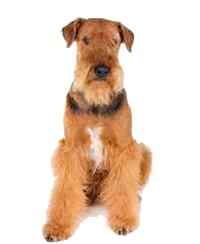 thumb airedale terrier