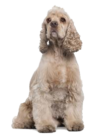 thumb amerikanischer cocker spaniel