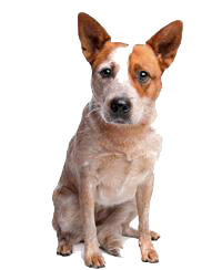 thumb australian cattle dog