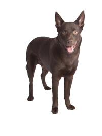 thumb australian kelpie