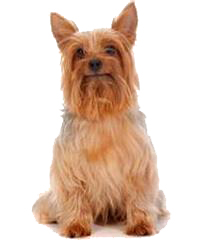 thumb australian silky terrier