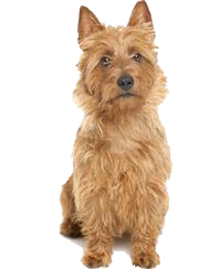 thumb australian terrier