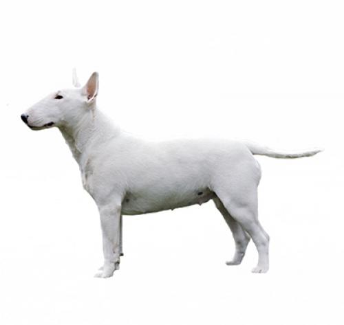 Bull Terrier