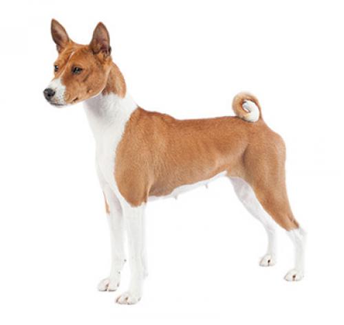 basenji